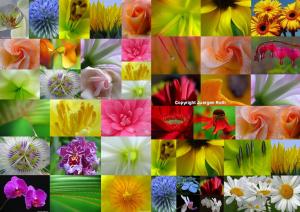 Arts in Bloom
